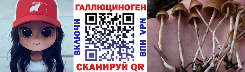 Купить Избербаш Псилоцибиновые грибы мицелий